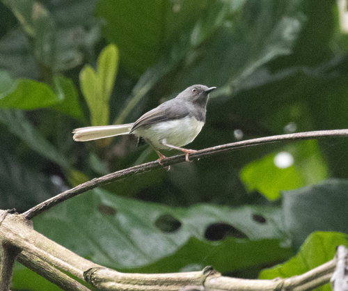 Buff-throated Apalis (Apalis rufogularis), photo 2