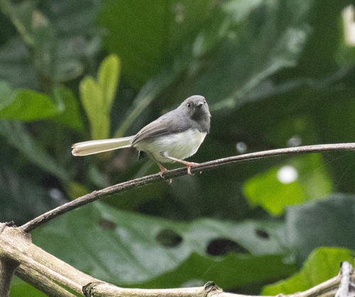 Buff-throated Apalis (Apalis rufogularis), photo 4