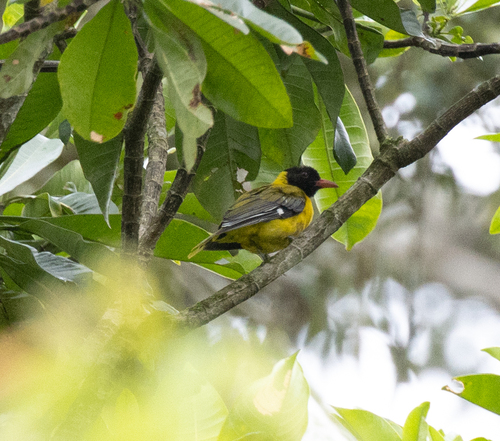 Western Oriole (Oriolus brachyrynchus), photo 2