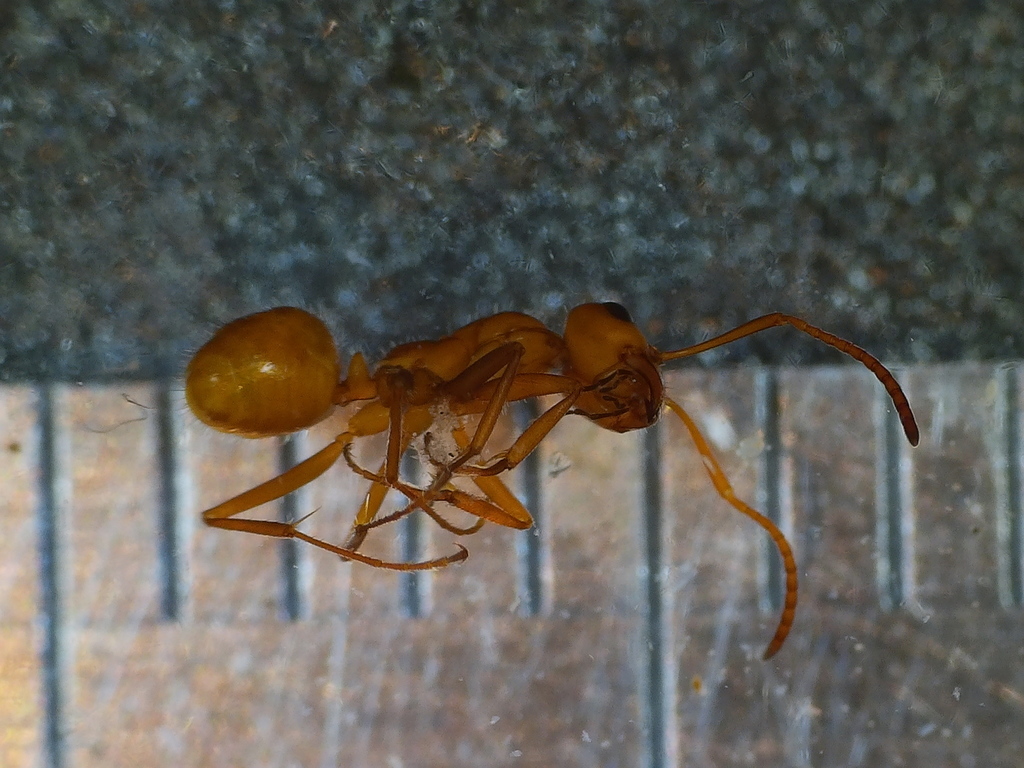 Bradley's Field Ant