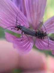 Cyrtomoptera divisa