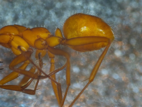 Bradley's Field Ant photo 2