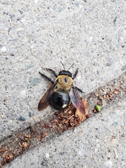 Xylocopa virginica