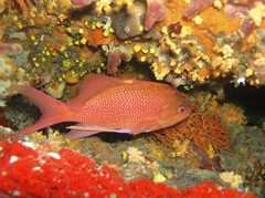 Anthias anthias