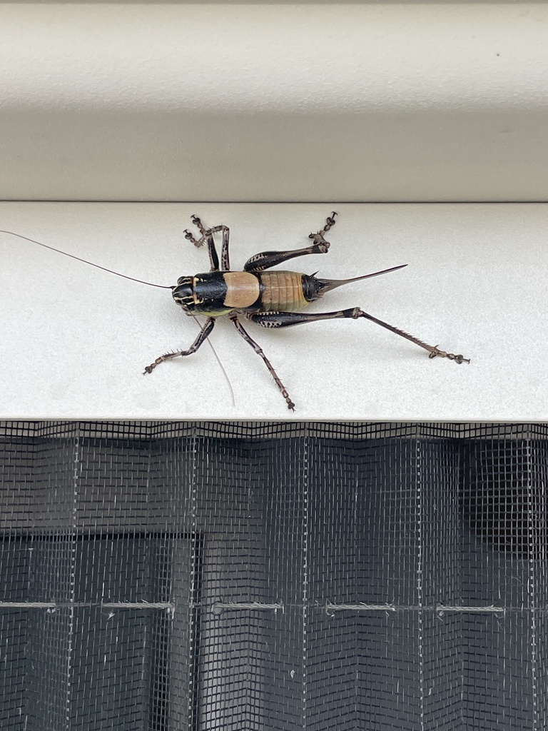 Eupholidoptera mariannae