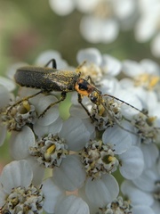 Cyrtomoptera divisa