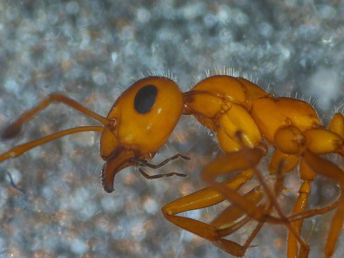 Bradley's Field Ant photo 3
