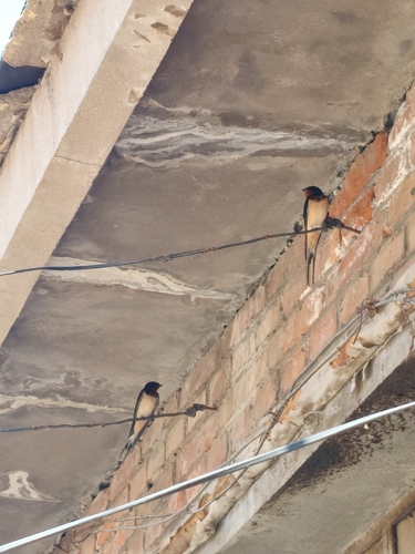 Barn Swallow