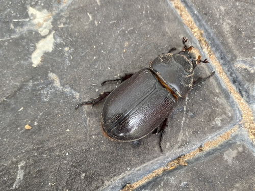 Coconut Rhinoceros Beetle