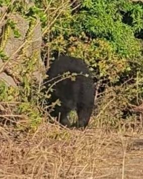 Himalayan Black Bear