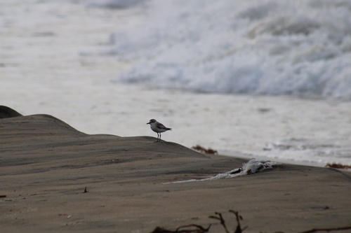 White-fronted Plover
