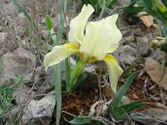 Iris lutescens