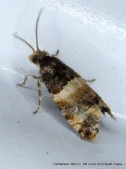 Lobesia spiraeae