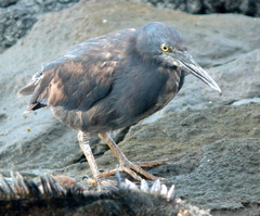 Butorides striata sundevalli