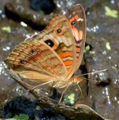 Junonia genoveva