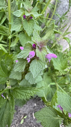 red deadnettle