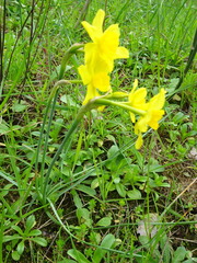 Narcissus assoanus