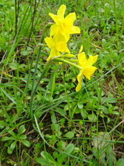 Narcissus assoanus
