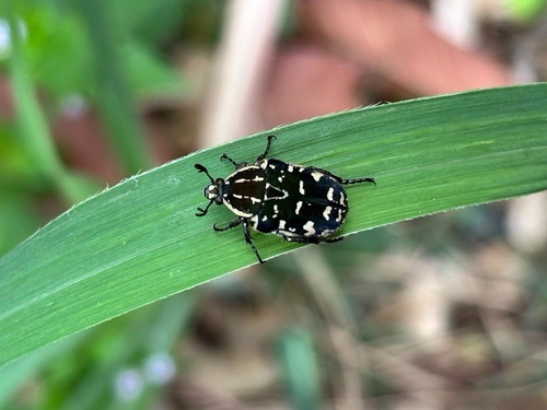 Protaetia miksici