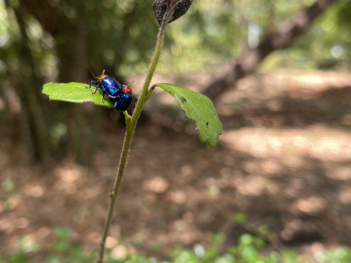 Parheminodes pulcher