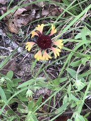 Gaillardia aestivalis