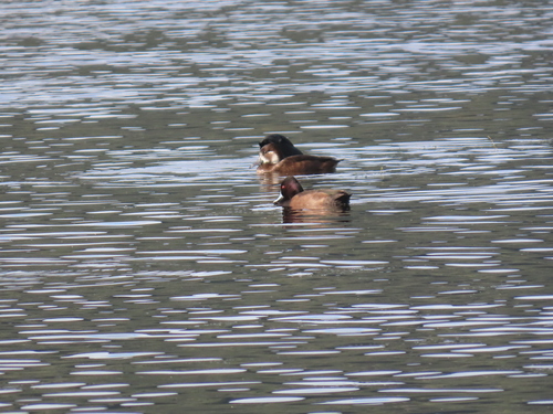 iNaturalist image