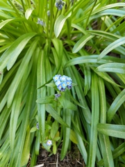 Myosotis