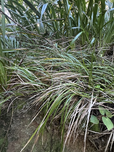 Libertia grandiflora observed 2026-05-18