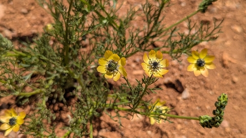 Yellow Pheasant's-eye
