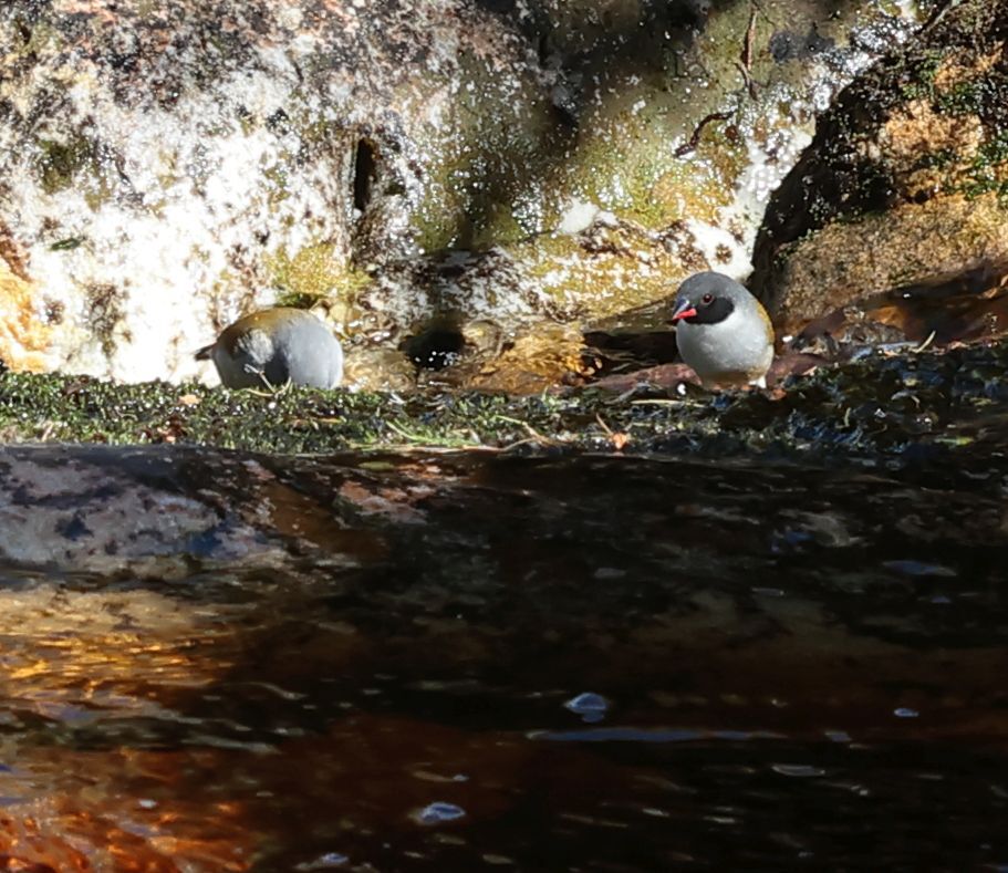 Swee Waxbill (Coccopygia melanotis), photo 5
