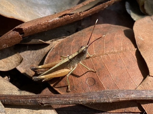Phlaeoba antennata