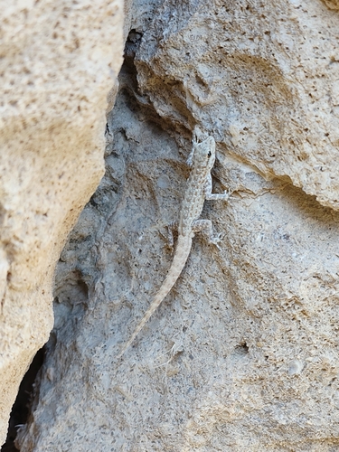 Feulner's Semaphore Gecko