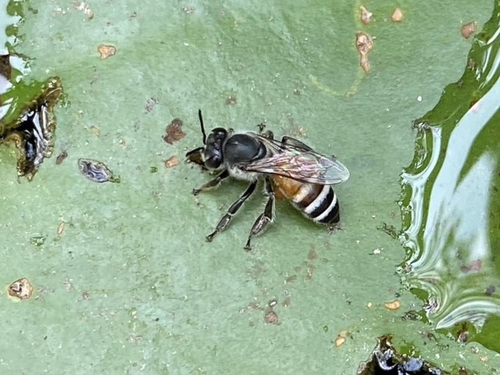 Red Dwarf Honey Bee