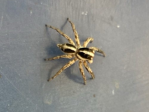 Pantropical Jumping Spider