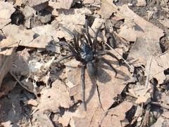 Antrodiaetus unicolor