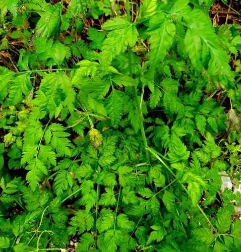 common hedge parsley