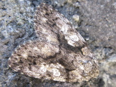 Gerbathodes paupera