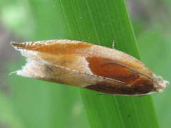 Ancylis partitana