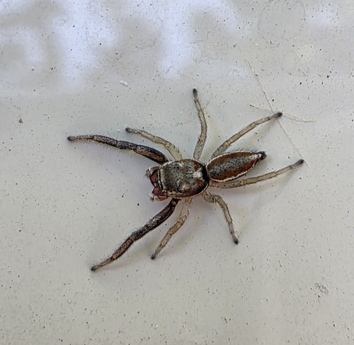 Hooked Striking Jumping Spider