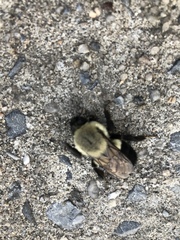 Bombus impatiens