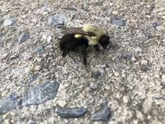 Bombus impatiens