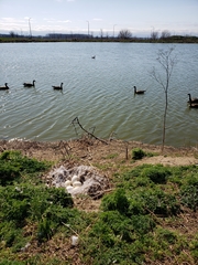 Branta canadensis
