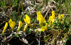 Chamaecytisus ratisbonensis