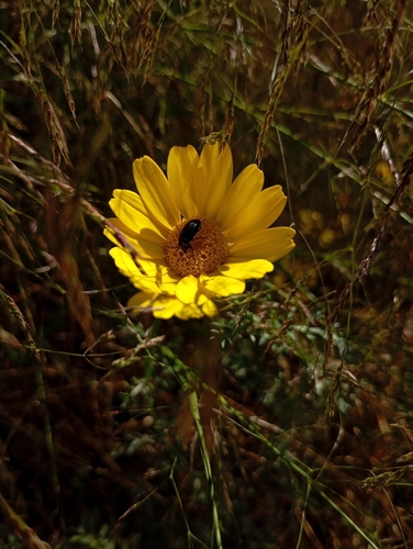 Podonta aubei