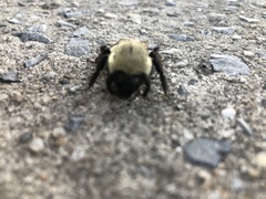 Bombus impatiens