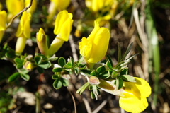 Chamaecytisus ratisbonensis