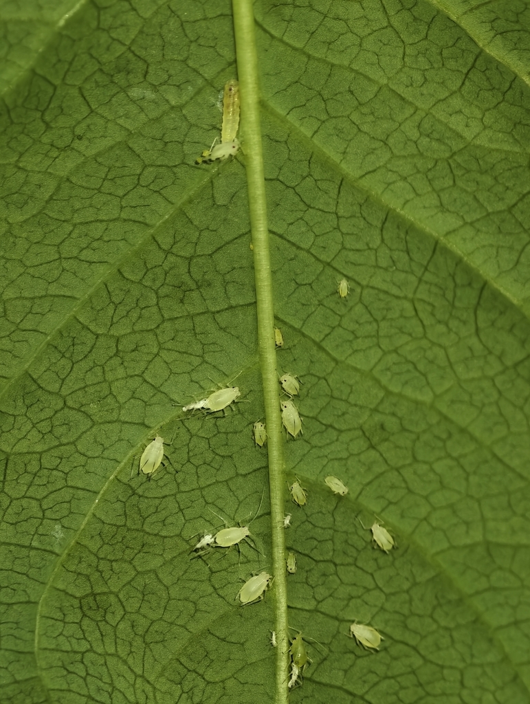 Rhopalosiphoninus staphyleae