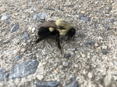 Bombus impatiens