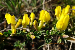 Chamaecytisus ratisbonensis