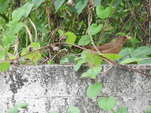 Taiwan Hwamei (Garrulax taewanus), photo 9